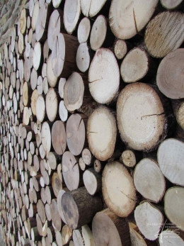 Holzwand mit runde Baumscheiben