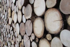 Holzwand mit runde Baumscheiben