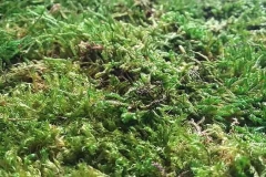 Waldmoos im Detail