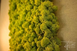 Islandmoos-Bild-gruen-Detail