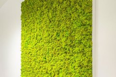 Islandmoos Bild