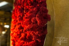 Rundes Islandmoos Bild im Detail