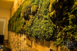 Wald-Bollmoos-Wand