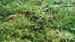 Waldmoos im Detail