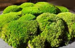 Bollmoos im Detail