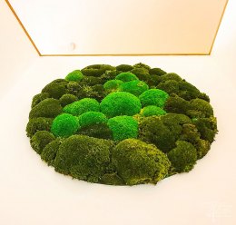 Rundes Bollmoos-Bild