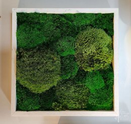 Bollmoosmix mit Holzrahmen