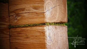 Zwischen dem Holz ist Moos