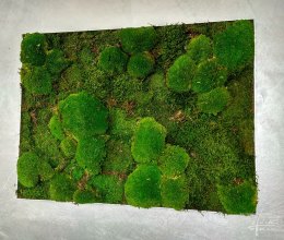 Alurohmen mit Wald-, und Bollmoos