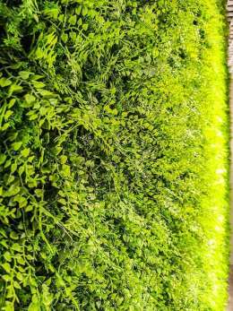 Juniperus im Detail