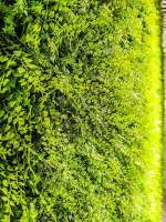 Juniperus im Detail
