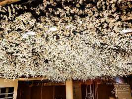 Kirschblüten an der Decke