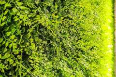 Juniperus im Detail
