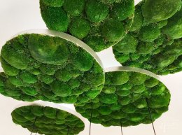 Bollmoosbilder mit Alurahmen
