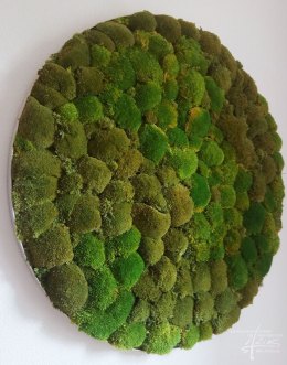 Bollmoosbild