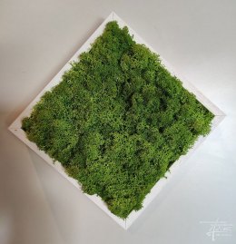Islandmoos mit Holzrahmen weiss