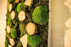 Bollmoos + Waldmoos + Holz