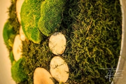Moosarten gemischt mit Holz