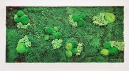Waldmoosbild mit Bollmoos