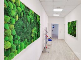 Moosbilder mit Boll- und Waldmoos