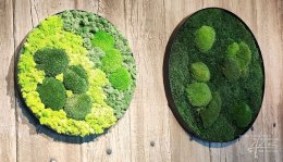 Moosbilder Mix mit Rahmen
