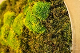 Waldmoos + Bollmoos im Detail