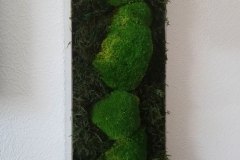 Bollmoosbild mit Waldmoos
