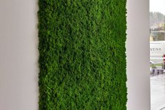 Islandmoos an der Wand