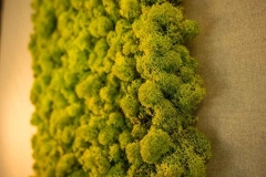 Islandmoos im Detail