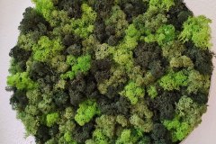 Islandmoos Bild grün