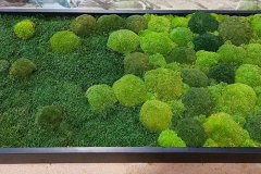 Island-, Bollmoos Kombination