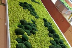 Moosbild mit Island- und Bollmoos