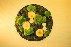 Moosarten: Bollmoss + Waldmoos