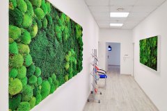 Moosbilder mit Boll- und Waldmoos