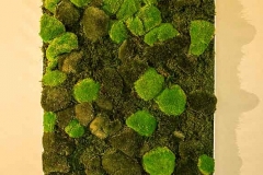 Wald- und Bollmoosbild