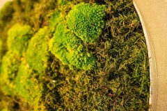Waldmoos + Bollmoos im Detail