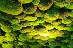 Bollmoosdecke