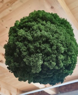 Islandmooskugel