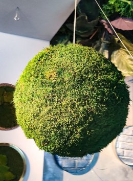 Waldmooskugel