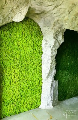 Islandmoos im Felsen
