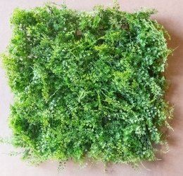 Juniperus Matten