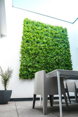 Kunstpflanzen-Schefflera-Wels03