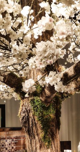 Blüten am Baum