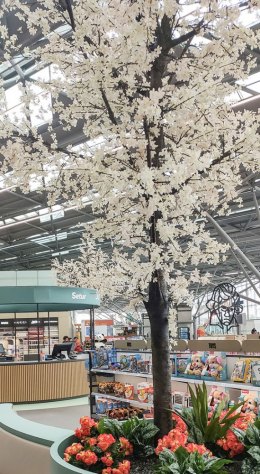 Kirschblüten