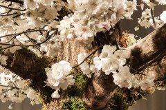 Blüten am Baum