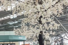 Kirschblüten