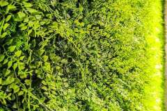 Juniperus im Detail