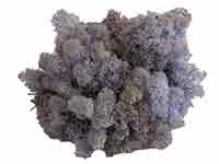 Farbe Islandmoos: lavendel