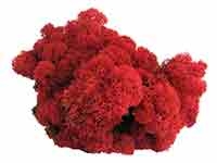 Farbe Islandmoos: rot