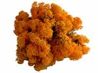Farbe Islandmoos: orange
